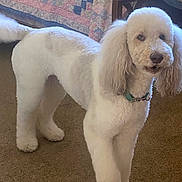 Scout joined the competition — help win amazing prizes! animal, canine, cushion, dog, dogbed, homedecor, pet, poodle, puppy, terrier, white, whitedog