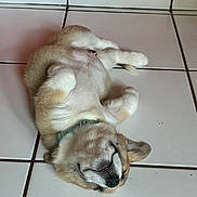 Buzz participe au concours pour gagner de l'argent avec cette photo : puppy, dog, lying_down, tile_floor, indoor, collar, pet, cute, relaxed, sleeping, white_tiles, red_wall, fur, small_dog, animal, domestic_animal, floor, resting, paw, canine