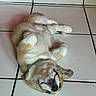 puppy, dog, lying_down, tile_floor, indoor, collar, pet, cute, relaxed, sleeping, white_tiles, red_wall, fur, small_dog, animal, domestic_animal, floor, resting, paw, canine