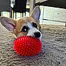 Buzz a rejoint le concours — aidez-le/la à gagner de superbes lots ! corgi, puppy, dog, pet, red_ball, toy, carpet, indoor, floor, ears, cute, playful, animal, closeup, looking_up, furniture, table, chair, domestic, young
