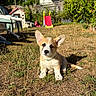 Buzz a rejoint le concours — aidez-le/la à gagner de superbes lots ! corgi, puppy, dog, grass, backyard, sunlight, playground, slide, playhouse, fence, garden, outdoor, pet, animal, summer, sunny, ear, small_dog, young, nature