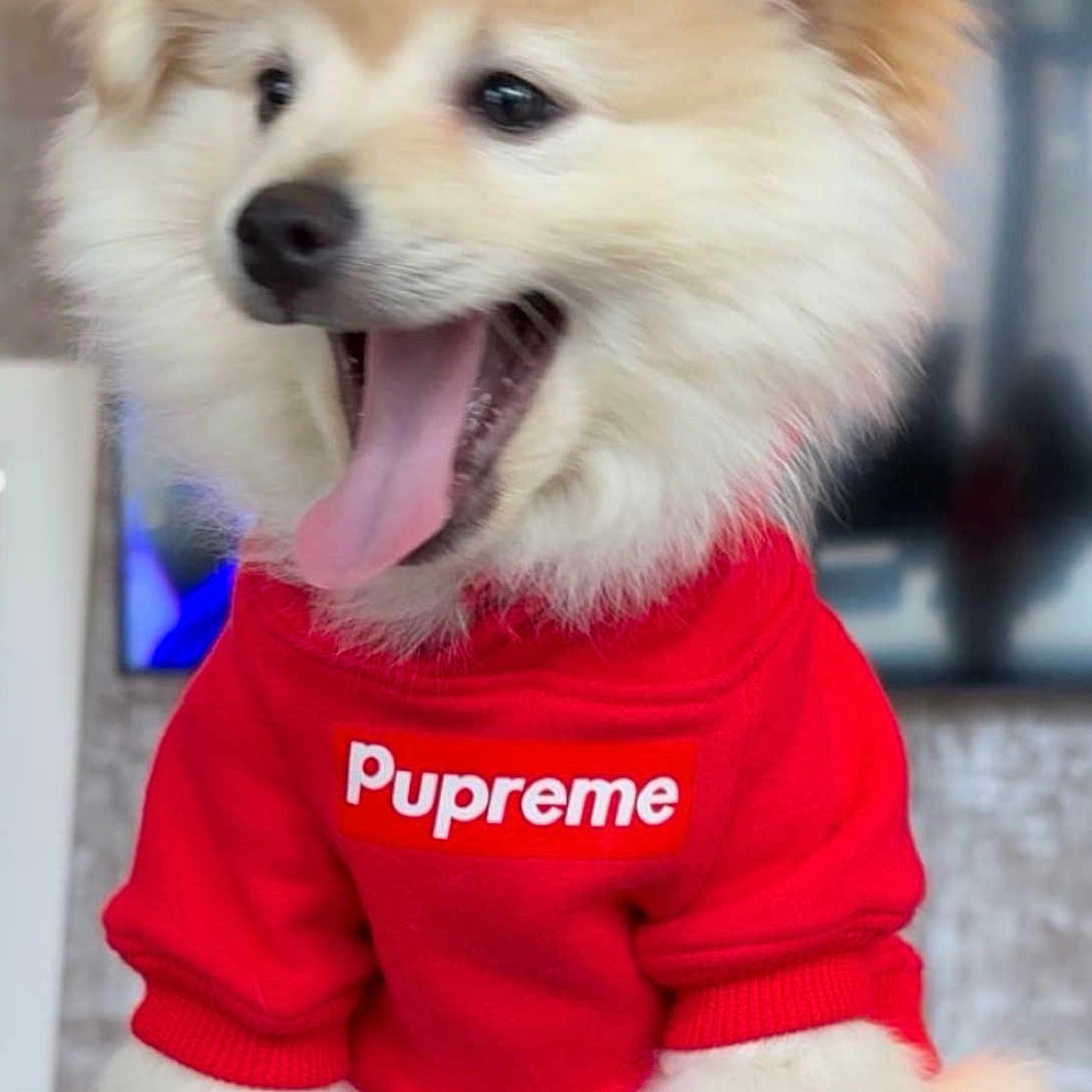 Benny is registered to the contest to win money with this photo: animal, bodypart, canine, clothing, computerhardware, dog, electronics, eskimodog, hardware, husky, knitwear, monitor, mouth, person, pet, puppy, screen, sweater, t_shirt, whitedog