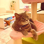 Luna joined the competition — help win amazing prizes! bell, cat, cat_tree, collar, cozy, ears, feline, furniture, gray_fur, green_eyes, home_decor, indoors, living_room, lounging, pet, pink, portrait, scratching_post, sitting, whiskers