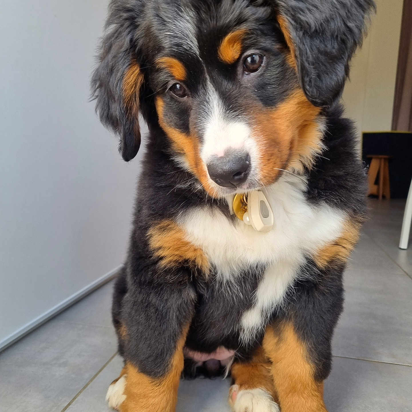 Joy a rejoint le concours — aidez-le/la à gagner de superbes lots ! accessories, animal, appenzeller, canine, cockerspaniel, collie, dog, hound, husky, papillon, pet, poodle, puppy, snout, terrier, wood