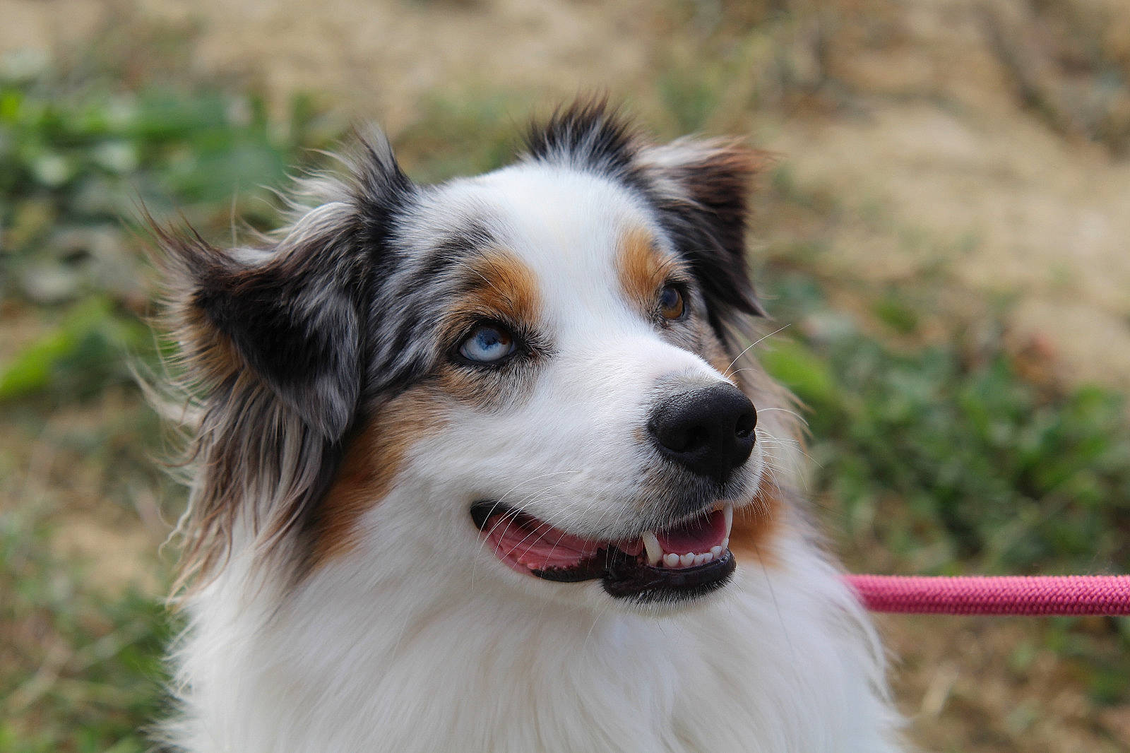 Gaïa a rejoint le concours — aidez-le/la à gagner de superbes lots ! australian_collie, australian_shepherd, carnivore, companion_dog, dog, dog_breed, fur, grass, herding_dog, plant, snout, sporting_group, terrestrial_animal, tree, whiskers, working_dog