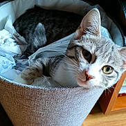 Babouche participe au concours pour gagner de l'argent avec cette photo : animal, cat, cats, curious, ears, face, feline, gray_cat, green_eyes, home, indoor, laundry_basket, paper, pet, portrait, sleeping, striped_fur, whiskers, white_cat, wooden_floor