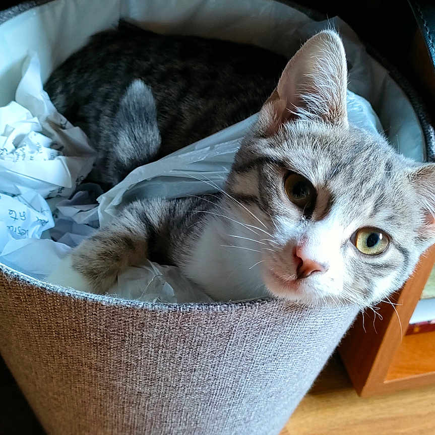 Babouche