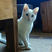 Ciri participe au concours pour gagner de l'argent avec cette photo : abyssinian, angora, animal, box, cat, closet, crate, cupboard, den, doghouse, furniture, hardwood, indoors, kennel, kitten, manx, pet, plywood, siamese, wood