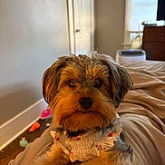Chloe is registered to the contest to win money with this photo: dog, small_dog, bed, indoor, furniture, toy, fur, pet, animal, resting, cute, ruffled_clothing, cozy, brown_fur, black_fur, portrait, relaxed, house, window, wood_floor