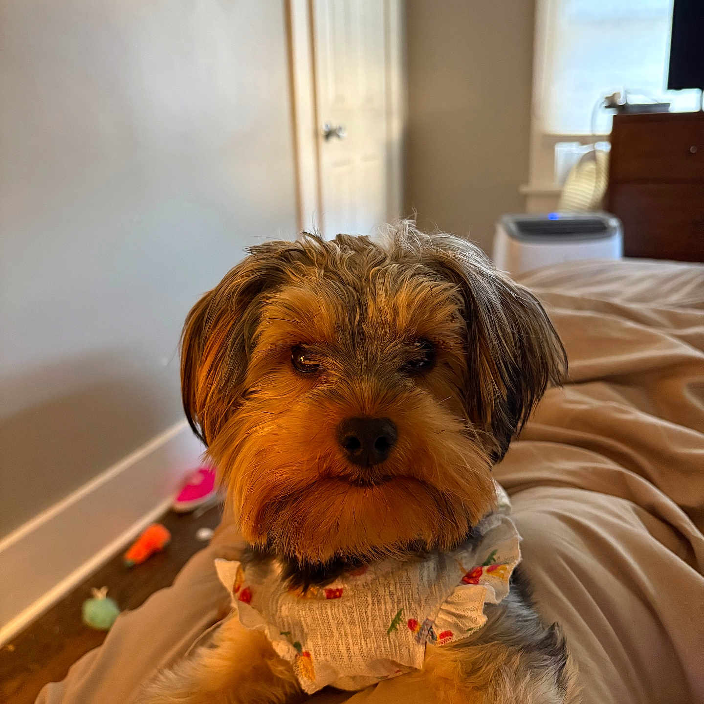 Chloe is registered to the contest to win money with this photo: animal, bed, black_fur, brown_fur, cozy, cute, dog, fur, furniture, house, indoor, pet, portrait, relaxed, resting, ruffled_clothing, small_dog, toy, window, wood_floor