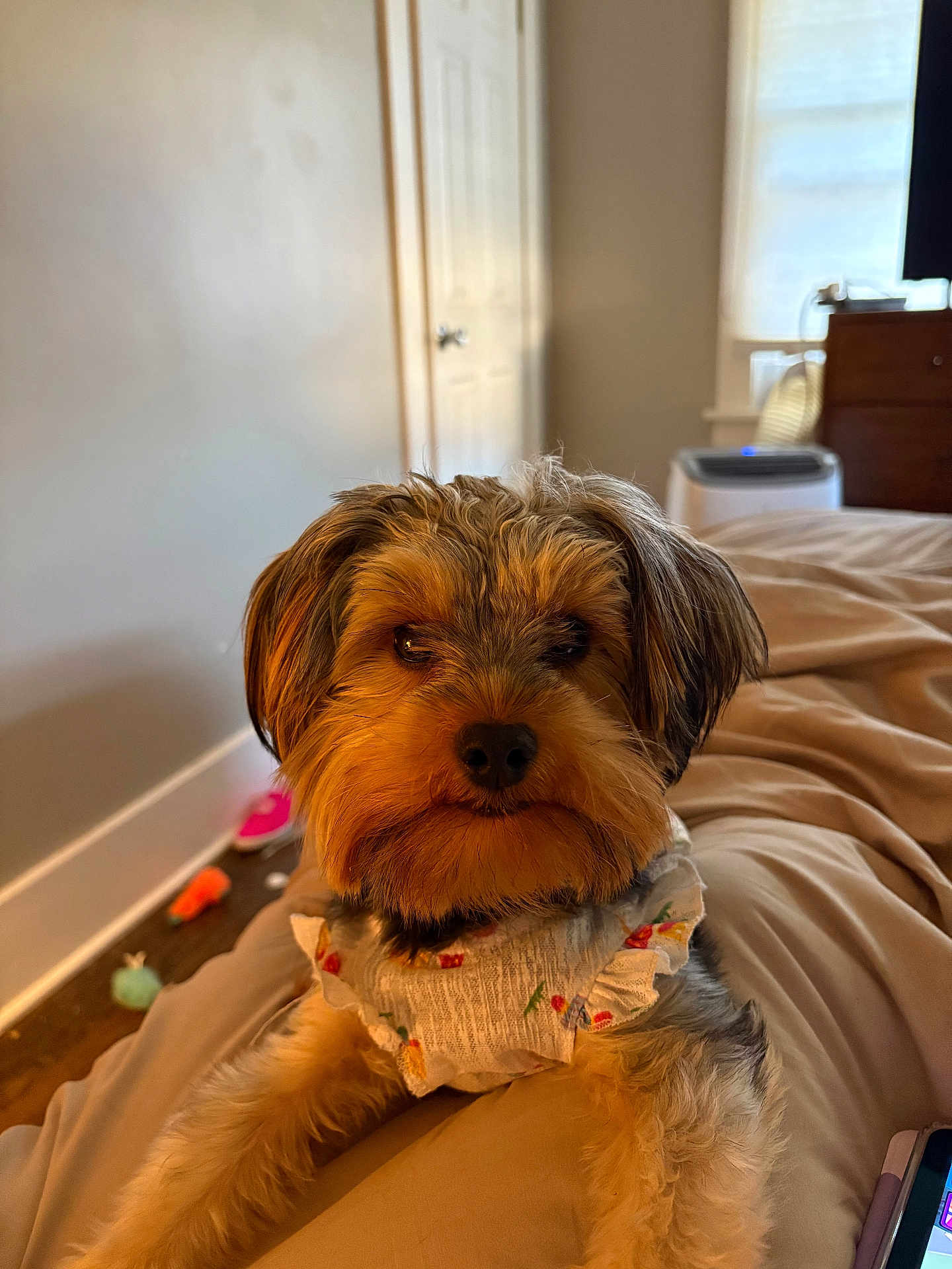 Chloe is registered to the contest to win money with this photo: dog, small_dog, bed, indoor, furniture, toy, fur, pet, animal, resting, cute, ruffled_clothing, cozy, brown_fur, black_fur, portrait, relaxed, house, window, wood_floor