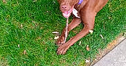 Starberry Hemberger is registered to the contest to win money with this photo: animal, brown_dog, canine, chewing, collar, daylight, dog, ears_up, grass, green_grass, happy, leash, nature, outdoor, pet, playful, resting, sidewalk, stick, tongue_out