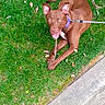 animal, brown_dog, canine, chewing, collar, daylight, dog, ears_up, grass, green_grass, happy, leash, nature, outdoor, pet, playful, resting, sidewalk, stick, tongue_out