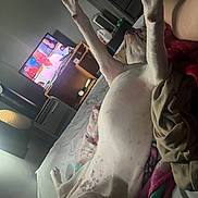 Princess Bella joined the competition — help win amazing prizes! air_conditioner, bed, blanket, blanket_pattern, bottle, cozy, dog, furniture, indoor, lamp, living_room, paws, person_leg, relaxed, resting, sleeping_dog, stretched, television, white_dog, wooden_furniture