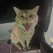 Bug joined the competition — help win amazing prizes! animal, cat, cat_tree, closeup, collar, cute, domestic_cat, ears, expression, feline, fur, indoor, mouth_open, pet, pink_carpet, sitting, teeth, tongue, whiskers, yawning