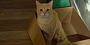 Bug joined the competition — help win amazing prizes! animal, box, cardboard_box, cat, curious, cute, domestic, ears, feline, flooring, green_blanket, indoor, light_shadow, looking_up, orange_cat, padded_blanket, pet, tail, whiskers, wooden_floor