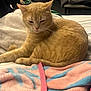 Bug is registered to the contest to win money with this photo: animal, bed, blanket, blue, cat, comfort, cozy, fabric, feline, fur, ginger_cat, household, indoor, pet, pink, relaxed, resting, sleepy, soft, whiskers