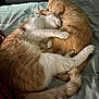animal, bed, cat, companion, cozy, cuddle, cute, domestic, feline, fur, indoor, orange_cat, paw, pets, resting, sleeping, soft, tail, two_animals, white_cat