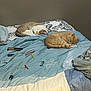 bed, blue_comforter, cat, cat_sleeping, domestic_animal, feline, fur, indoor, laptop, multicolor_bedspread, napping, object_scatter, pen, remote_control, resting, sleep, sleeping_cat, small_objects, usb_stick, white_and_brown_cat
