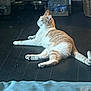 animal, basket, calm, cat, container, domestic, feline, floor, flooring, food_bowl, household, indoor, light_and_shadow, looking_away, mammal, pet, quiet, relaxed, resting, side_view