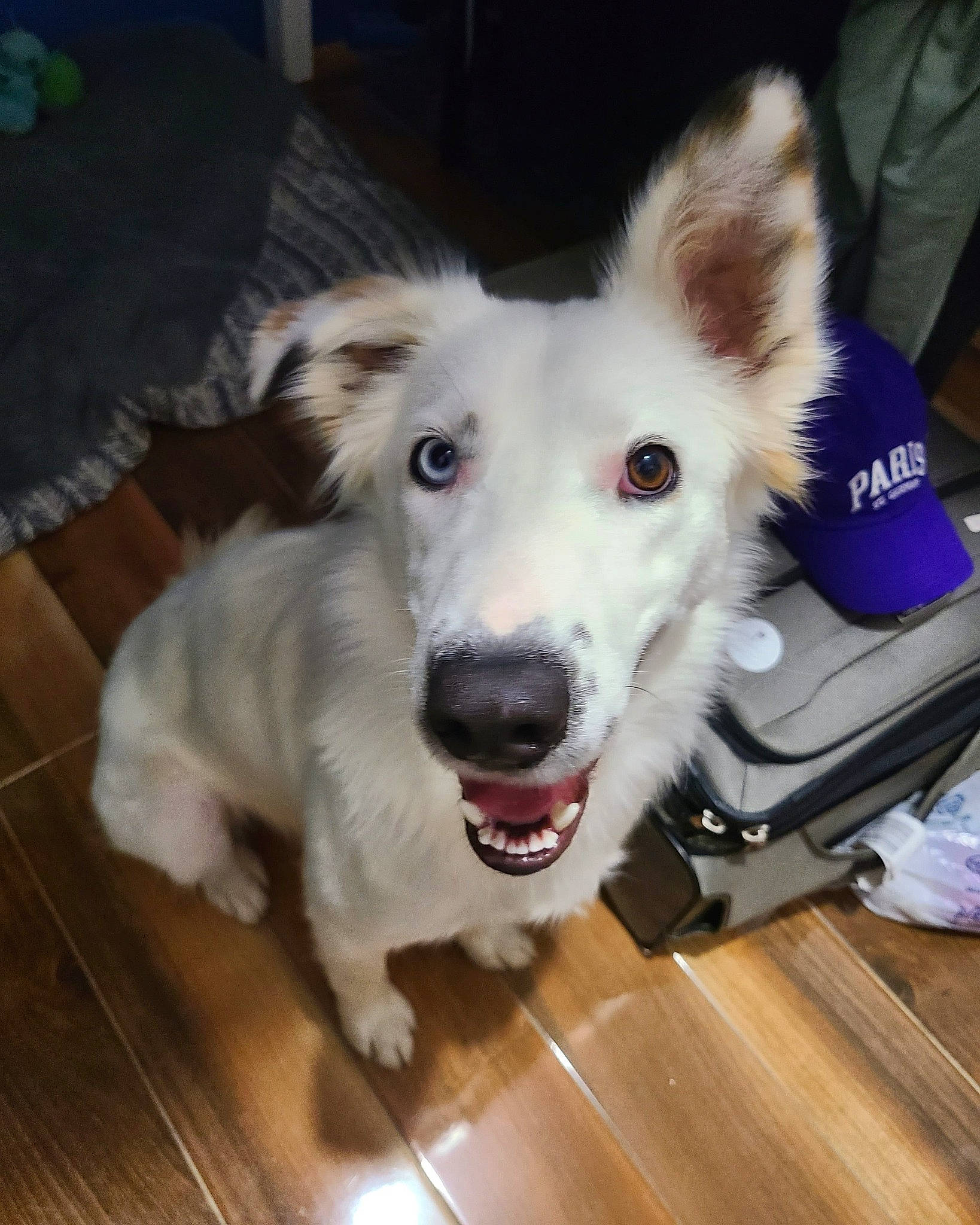 Bonnie a rejoint le concours — aidez-le/la à gagner de superbes lots ! carnivore, collar, companion_dog, dog, dog_breed, dog_collar, door, fang, flooring, fur, happy, hardwood, herding_dog, paw, snout, varnish, whiskers, wood, wood_flooring, working_dog