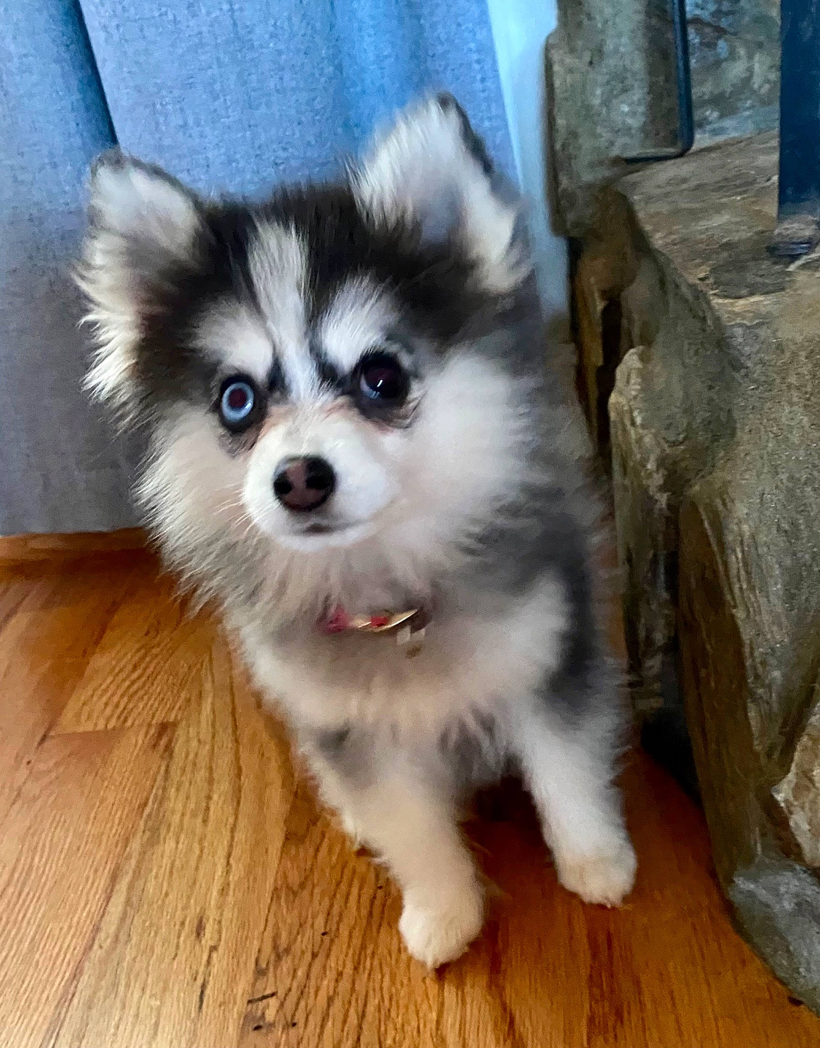 Bandit is registered to the contest to win money with this photo: ancient_dog_breeds, carnivore, companion_dog, dog, dog_breed, flooring, fur, hardwood, non_sporting_group, sled_dog, snout, terrestrial_animal, toy_dog, varnish, wood, wood_flooring, working_animal, working_dog