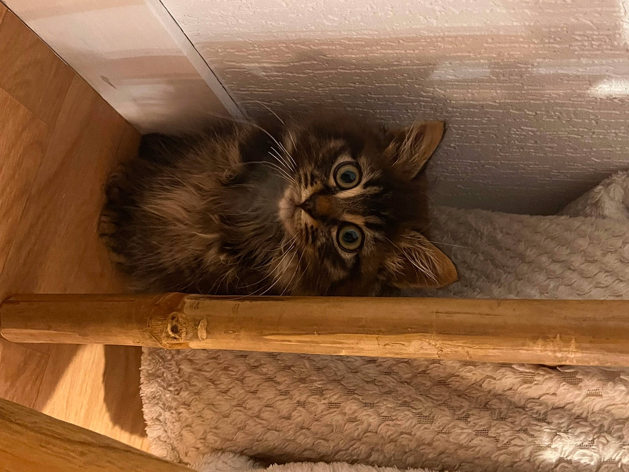 Tsuki a rejoint le concours — aidez-le/la à gagner de superbes lots ! brown, carnivore, cat, comfort, domestic_short_haired_cat, fawn, felidae, flooring, fur, hardwood, paw, plywood, rectangle, small_to_medium_sized_cats, snout, tail, terrestrial_animal, whiskers, wood, wood_stain