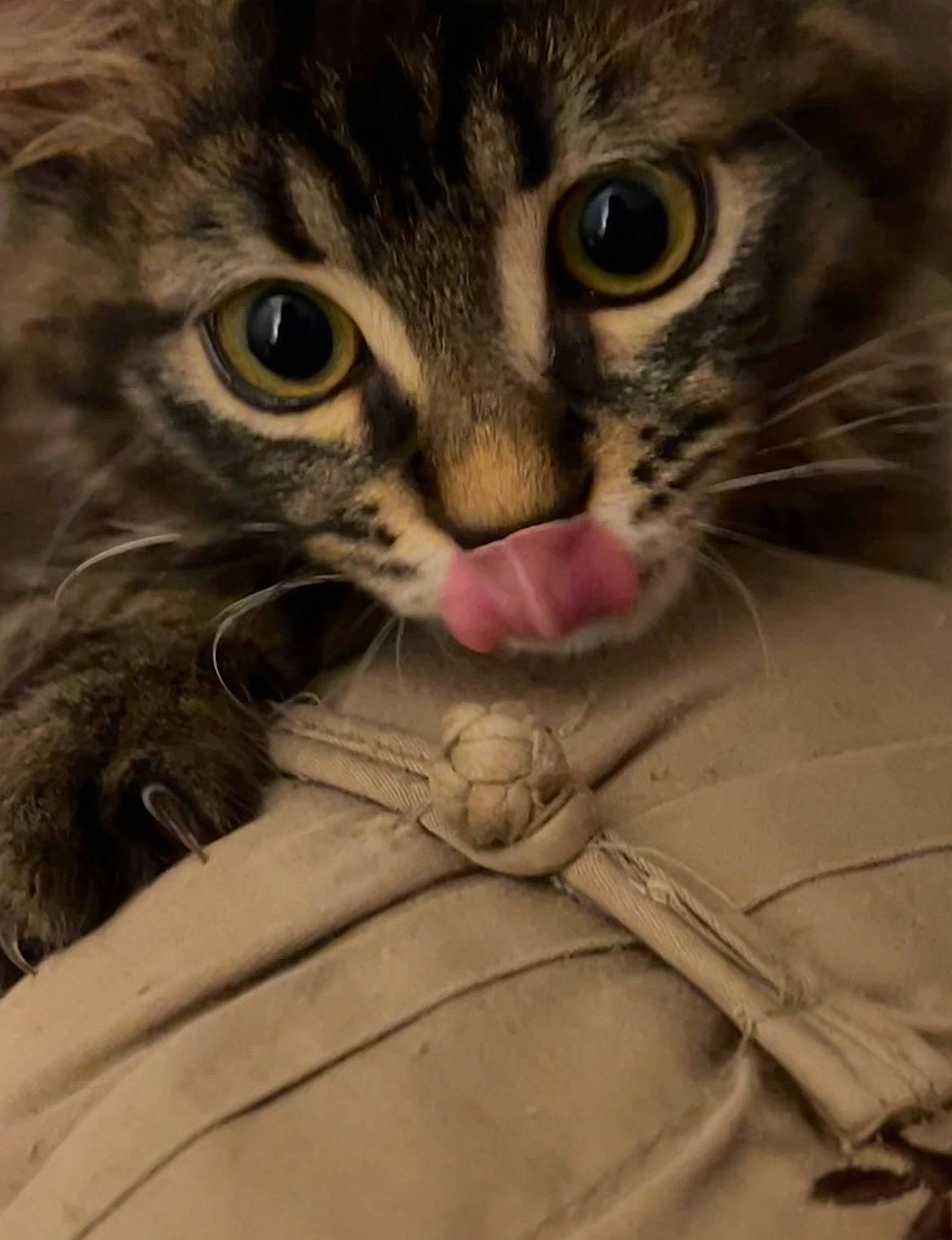 Tsuki participe au concours pour gagner de l'argent avec cette photo : bed, carnivore, cat, claw, close_up, comfort, couch, domestic_short_haired_cat, ear, felidae, fur, iris, nose, paw, photo_caption, small_to_medium_sized_cats, snout, textile, whiskers, wildlife