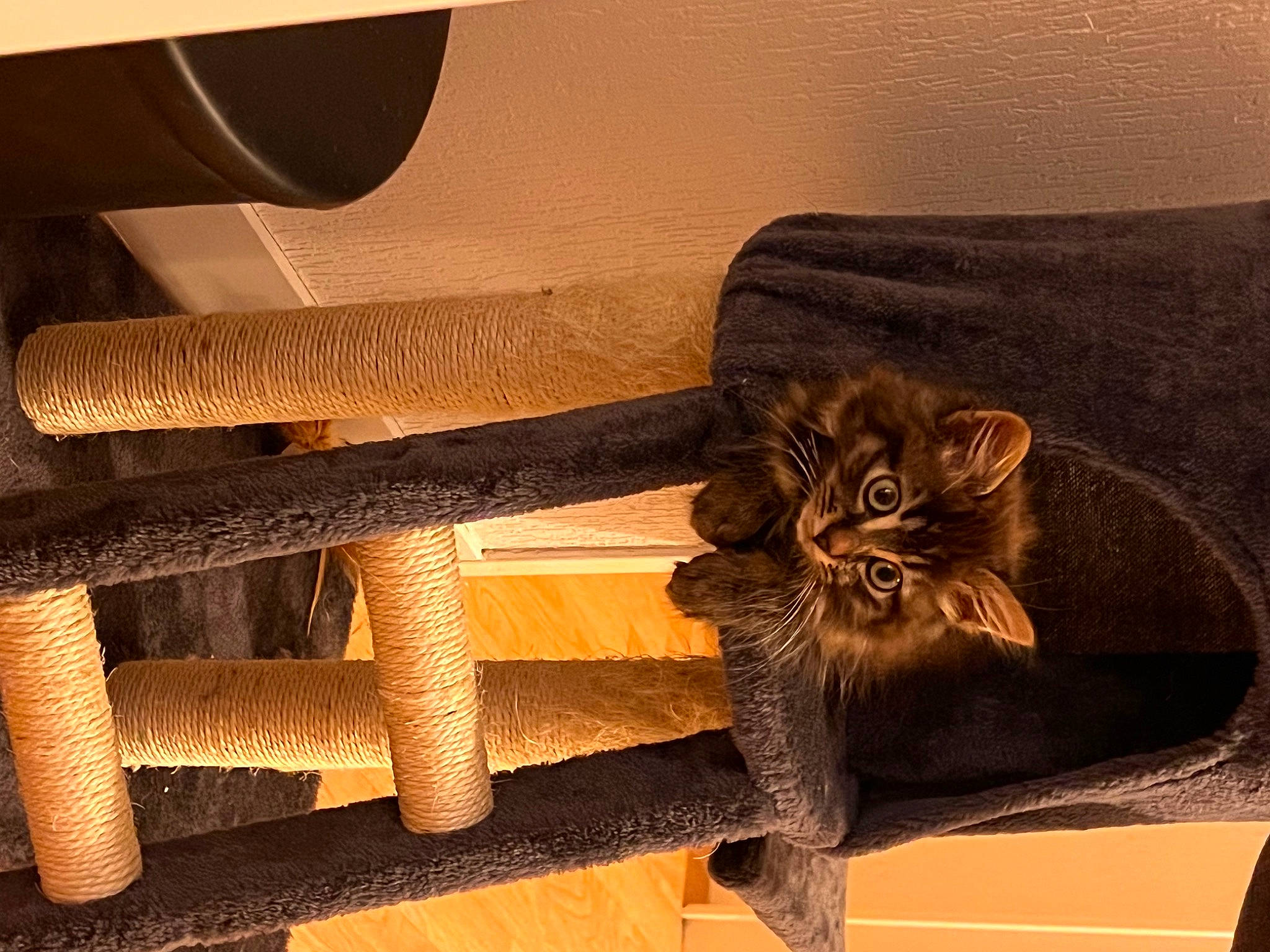 Tsuki a rejoint le concours — aidez-le/la à gagner de superbes lots ! bench, carnivore, cat, comfort, domestic_short_haired_cat, fawn, felidae, fur, hardwood, metal, outdoor_furniture, pattern, rectangle, room, small_to_medium_sized_cats, tail, tints_and_shades, whiskers, window, wood