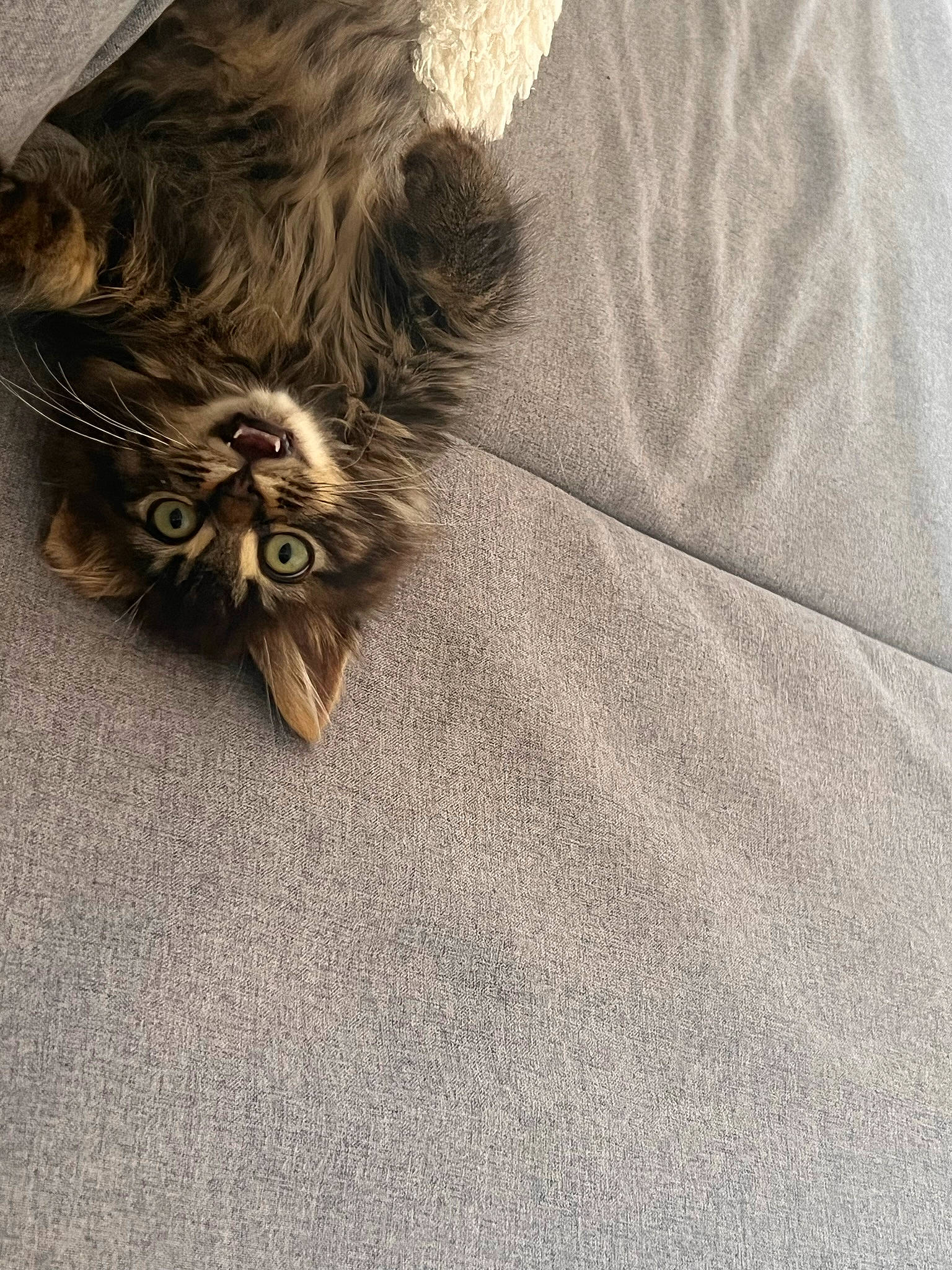 Tsuki participe au concours pour gagner de l'argent avec cette photo : asphalt, comfort, fashion_accessory, feather, felidae, flooring, fur, grey, linens, macro_photography, metal, monochrome_photography, petal, road_surface, shadow, still_life_photography, tints_and_shades, whiskers, wing, wood