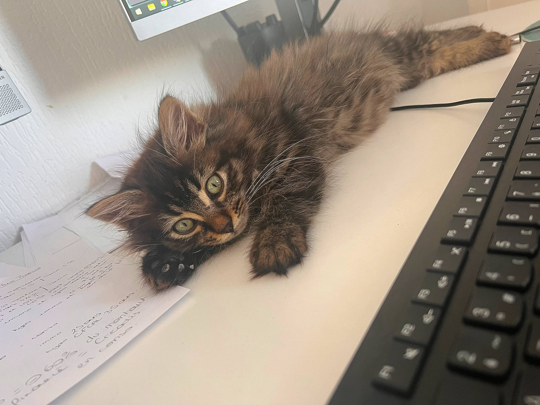 Tsuki a rejoint le concours — aidez-le/la à gagner de superbes lots ! box, carnivore, cat, claw, computer, computer_hardware, domestic_short_haired_cat, felidae, flooring, fur, input_device, laptop, office_equipment, paw, personal_computer, small_to_medium_sized_cats, snout, tail, whiskers, window