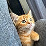 Charly participe au concours pour gagner de l'argent avec cette photo : abyssinian, animal, cat, chair, couch, furniture, kitten, manx, pet