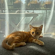 Charly a rejoint le concours — aidez-le/la à gagner de superbes lots ! abyssinian, animal, architecture, blackcat, cat, chair, curtain, fountain, furniture, kitten, manx, pet, siamese, water, wood
