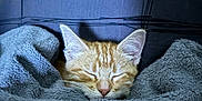 Charly participe au concours pour gagner de l'argent avec cette photo : abyssinian, animal, bed, bedroom, blanket, cat, couch, furniture, homedecor, indoors, kitten, linen, manx, person, pet, quilt, room, sleeping
