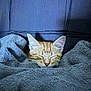 abyssinian, animal, bed, bedroom, blanket, cat, couch, furniture, homedecor, indoors, kitten, linen, manx, person, pet, quilt, room, sleeping