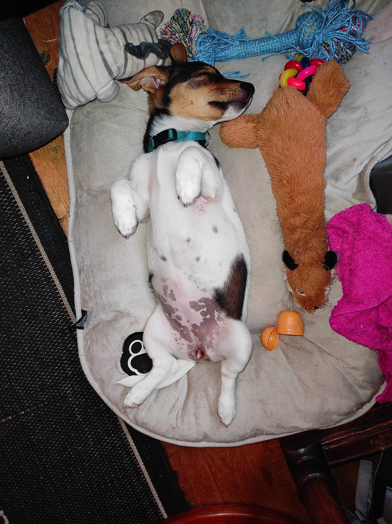 Daisy participe au concours pour gagner de l'argent avec cette photo : baby_products, canidae, carnivore, comfort, companion_dog, couch, dog_breed, fawn, felidae, fur, lap, linens, mammal, plush, room, small_to_medium_sized_cats, sporting_group, stuffed_toy, teddy_bear, toy