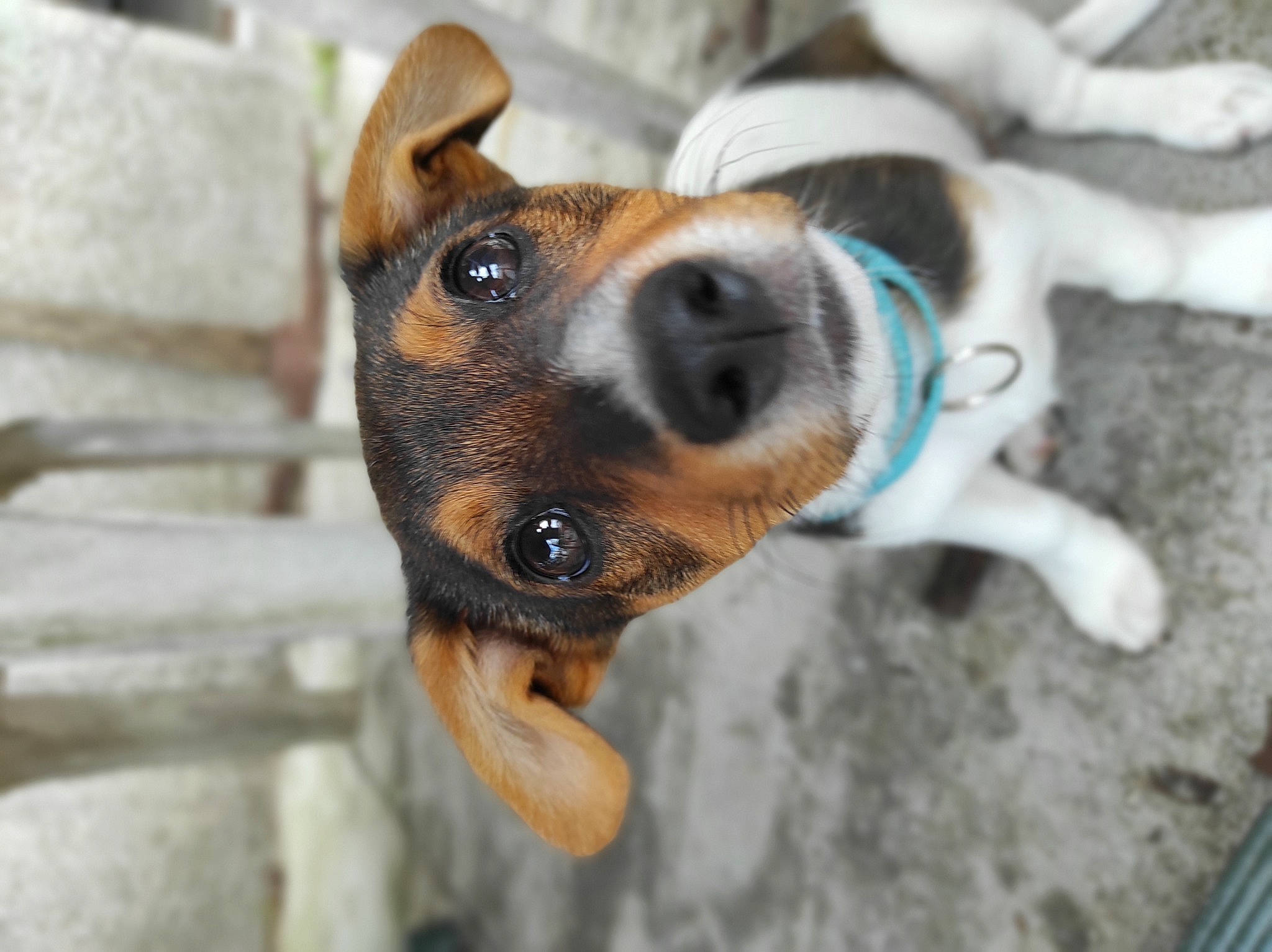 Daisy participe au concours pour gagner de l'argent avec cette photo : canidae, carnivore, collar, companion_dog, dog, dog_breed, ear, fawn, fur, hound, paw, plant, scent_hound, snout, sporting_group, street_dog, terrestrial_animal, whiskers, working_animal, working_dog