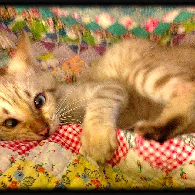 Chessy joined the competition — help win amazing prizes!