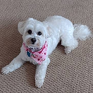Lily is registered to the contest to win money with this photo: dog, white_dog, bandana, pink_bandana, carpet, indoor, pet, animal, cute, fur, lying_down, looking_at_camera, small_dog, fluffy, domestic_animal, companion, friendly, paws, tail, adorable
