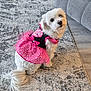 dog, white_dog, pet, indoor, dress, pink_dress, bow, fluffy, small_dog, cute, looking_up, carpet, rug, furniture, couch, floor, domestic_animal, animal, portrait, sitting
