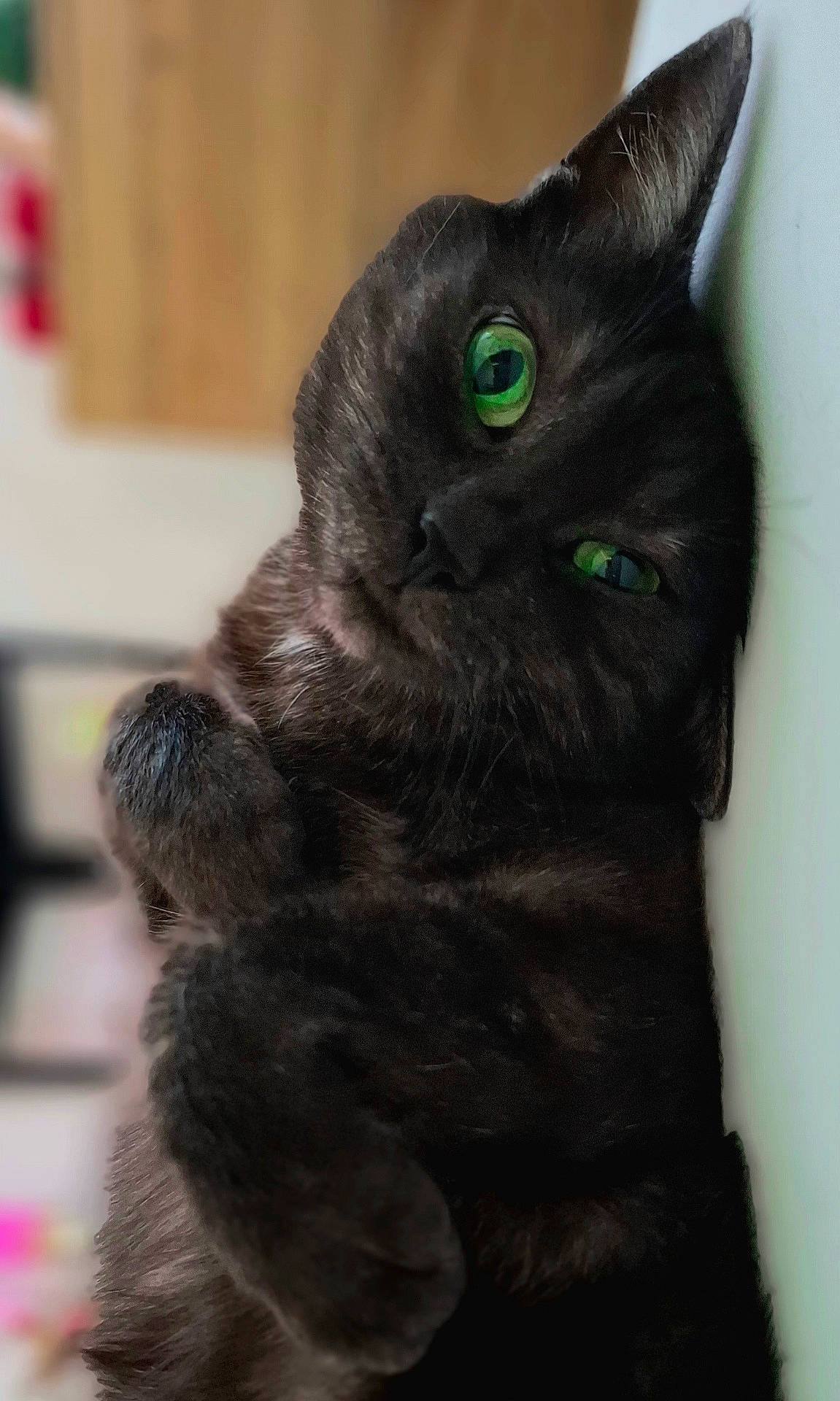 animal, black_cat, cat, close_up, cozy, curled_paws, cute, domestic_cat, feline, fur, green_eyes, indoor, lying_down, mammal, pet, portrait, relaxed, resting, soft_focus, whiskers