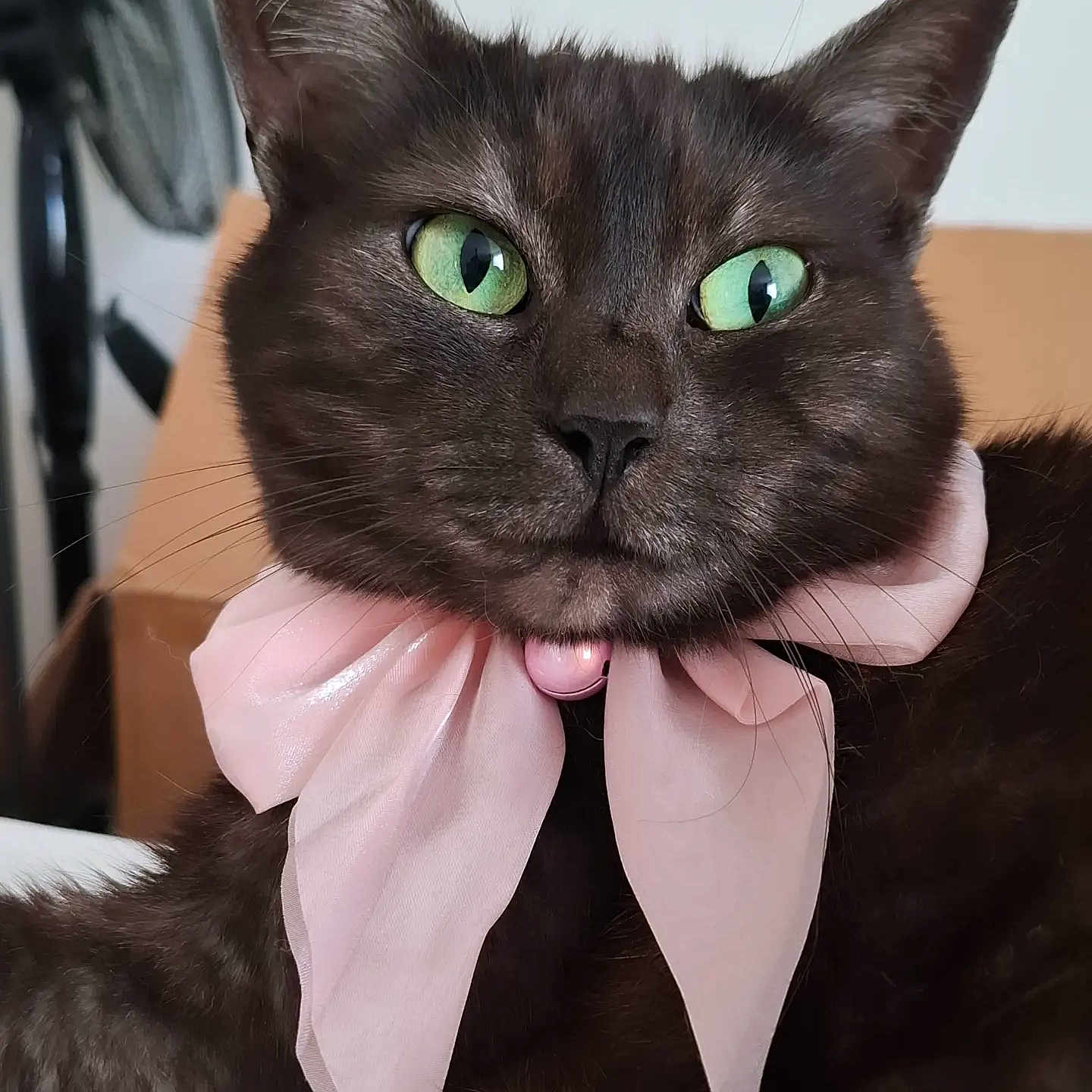 Yumi participe au concours pour gagner de l'argent avec cette photo : adorable, animal, bell, black_cat, bow, cat, close_up, cute, domestic_cat, ears, face, feline, fur, green_eyes, indoor, pet, pink_bow, portrait, relaxed, whiskers