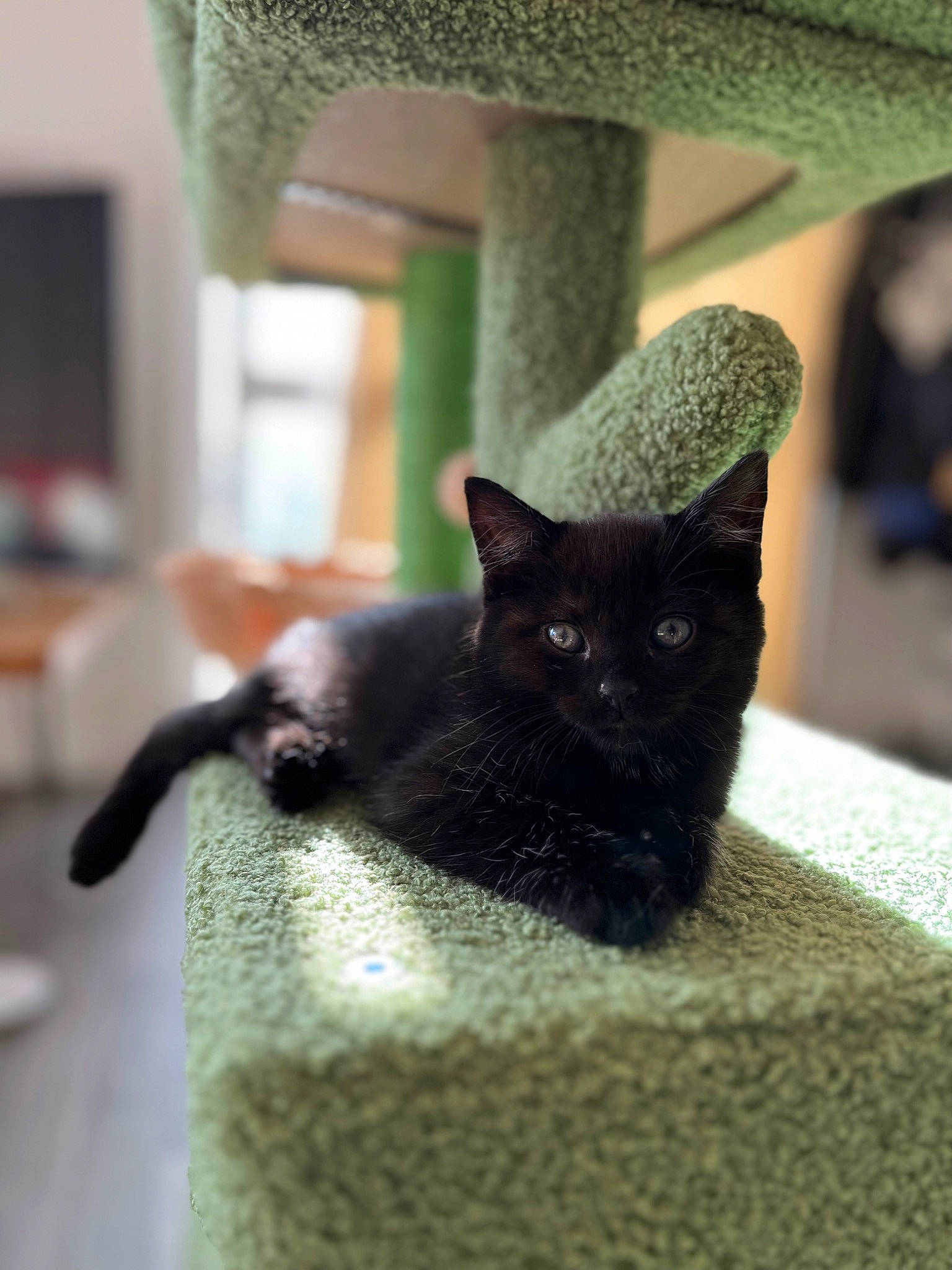 Mussels joined the competition — help win amazing prizes! black_cat, bombay, carnivore, cat, cat_furniture, cat_supply, claw, domestic_short_haired_cat, felidae, fur, grass, grey, pet_supply, room, small_to_medium_sized_cats, snout, tail, terrestrial_animal, whiskers, wood