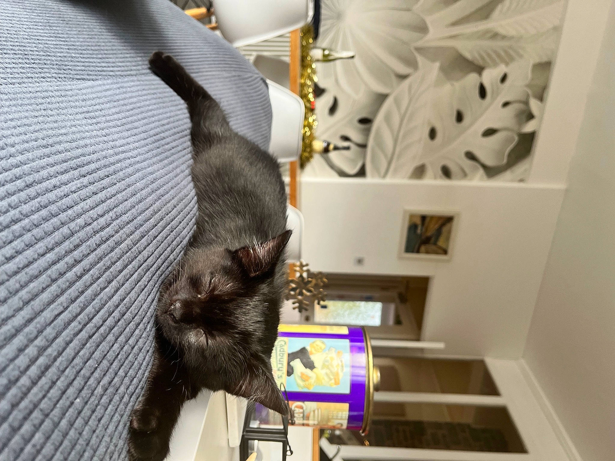 Mussels is registered to the contest to win money with this photo: art, canidae, carnivore, cat, comfort, companion_dog, dog_breed, domestic_short_haired_cat, fawn, felidae, flooring, fur, liver, plant, room, small_to_medium_sized_cats, sporting_group, tail, vertebrate, whiskers