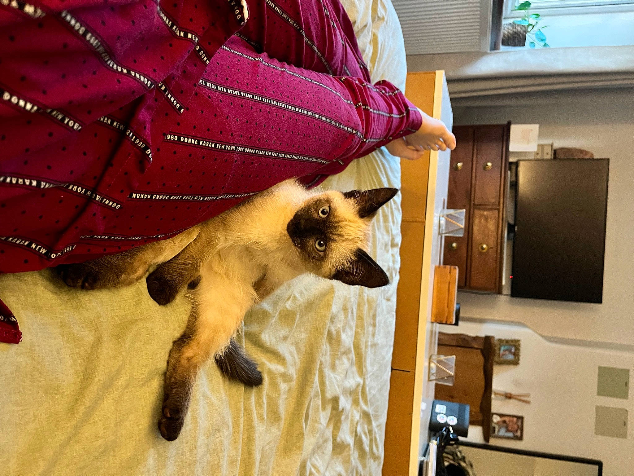 Miso is registered to the contest to win money with this photo: art, bag, birman, carnivore, cat, companion_dog, fashion_accessory, felidae, fur, linens, machine, magenta, pattern, siamese, small_to_medium_sized_cats, tail, tartan, thai, tints_and_shades, whiskers