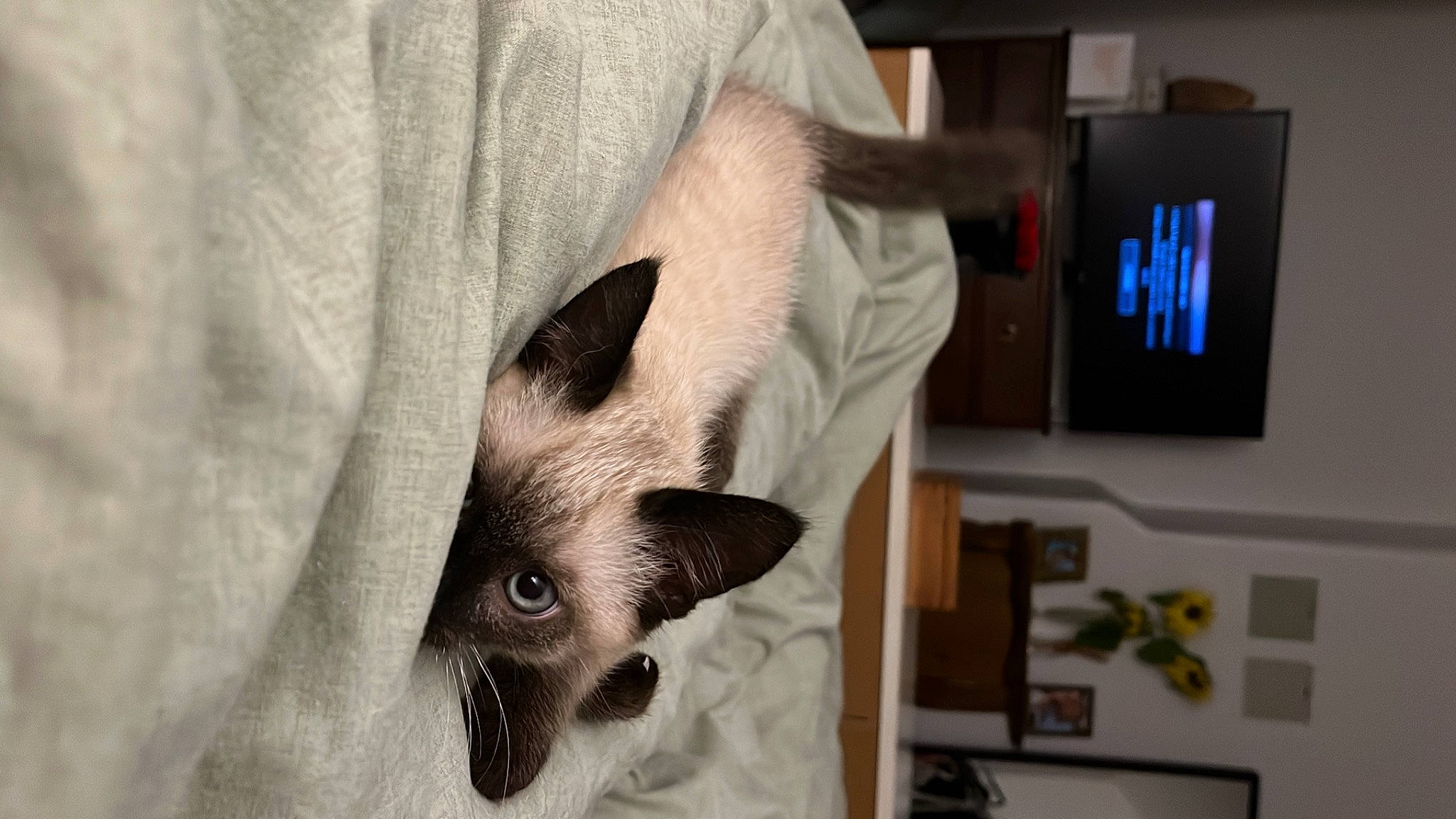 Miso joined the competition — help win amazing prizes! balinese, carnivore, cat, comfort, domestic_short_haired_cat, eyelash, fawn, felidae, fur, paw, siamese, small_to_medium_sized_cats, snout, television, terrestrial_animal, thai, whiskers