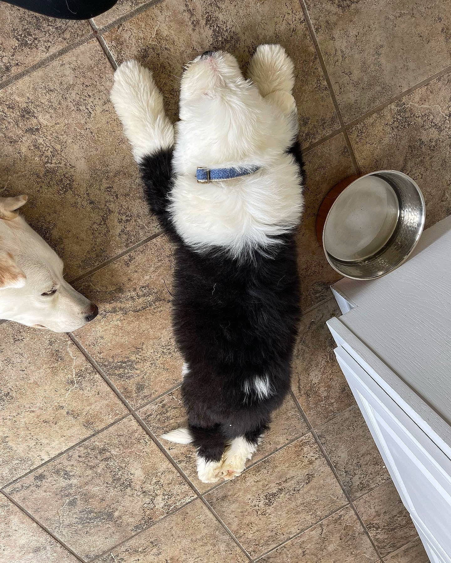 Ollie joined the competition — help win amazing prizes! carnivore, companion_dog, dog, dog_breed, fawn, felidae, floor, flooring, fur_clothing, human_leg, plate, road_surface, serveware, small_to_medium_sized_cats, snout, tableware, tail, toy, whiskers, wood