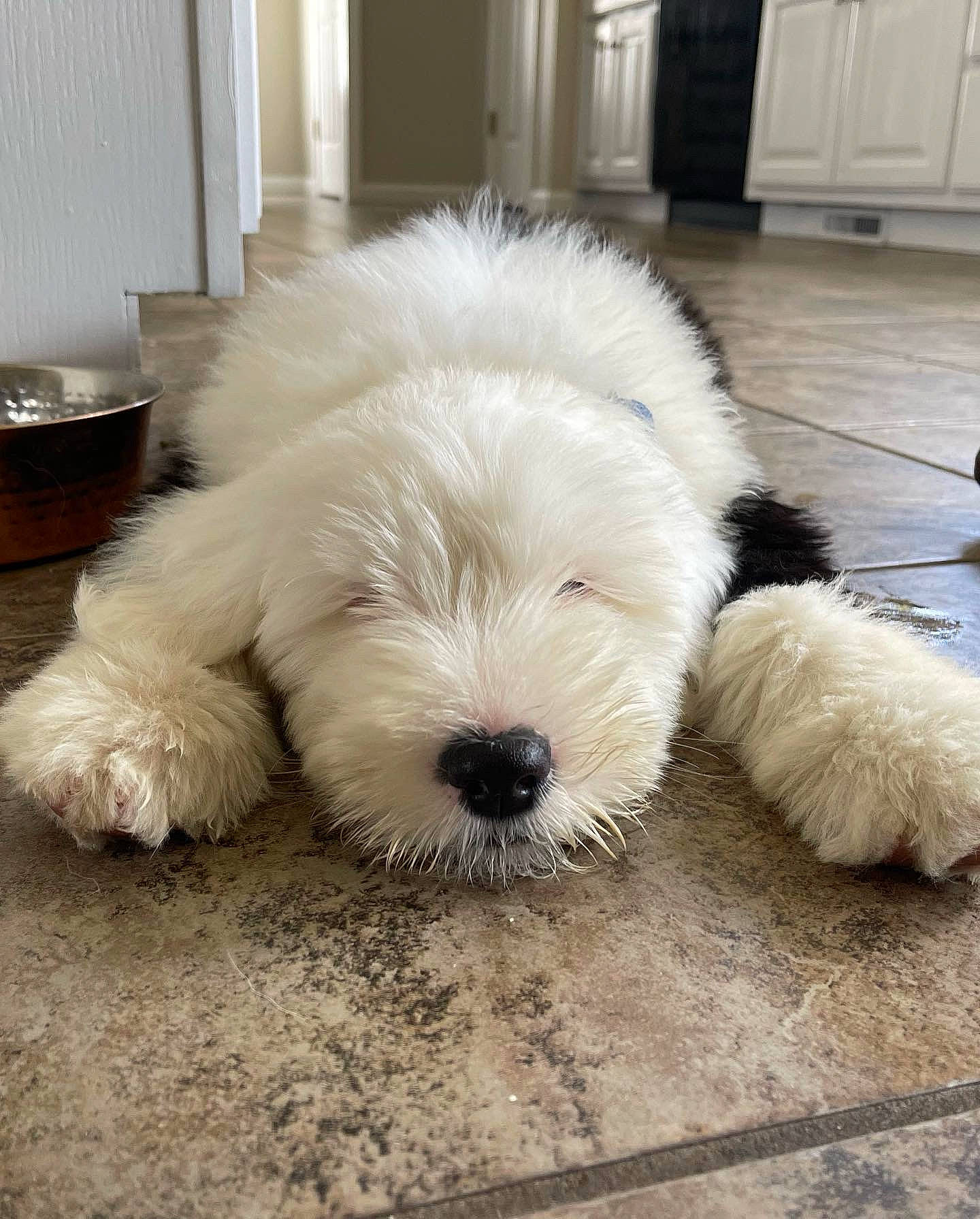 Ollie is registered to the contest to win money with this photo: cabinetry, canidae, carnivore, companion_dog, dog, dog_breed, door, flooring, fur, hardwood, maltepoo, non_sporting_group, puppy, small_terrier, snout, sporting_group, tail, terrier, toy_dog, working_animal