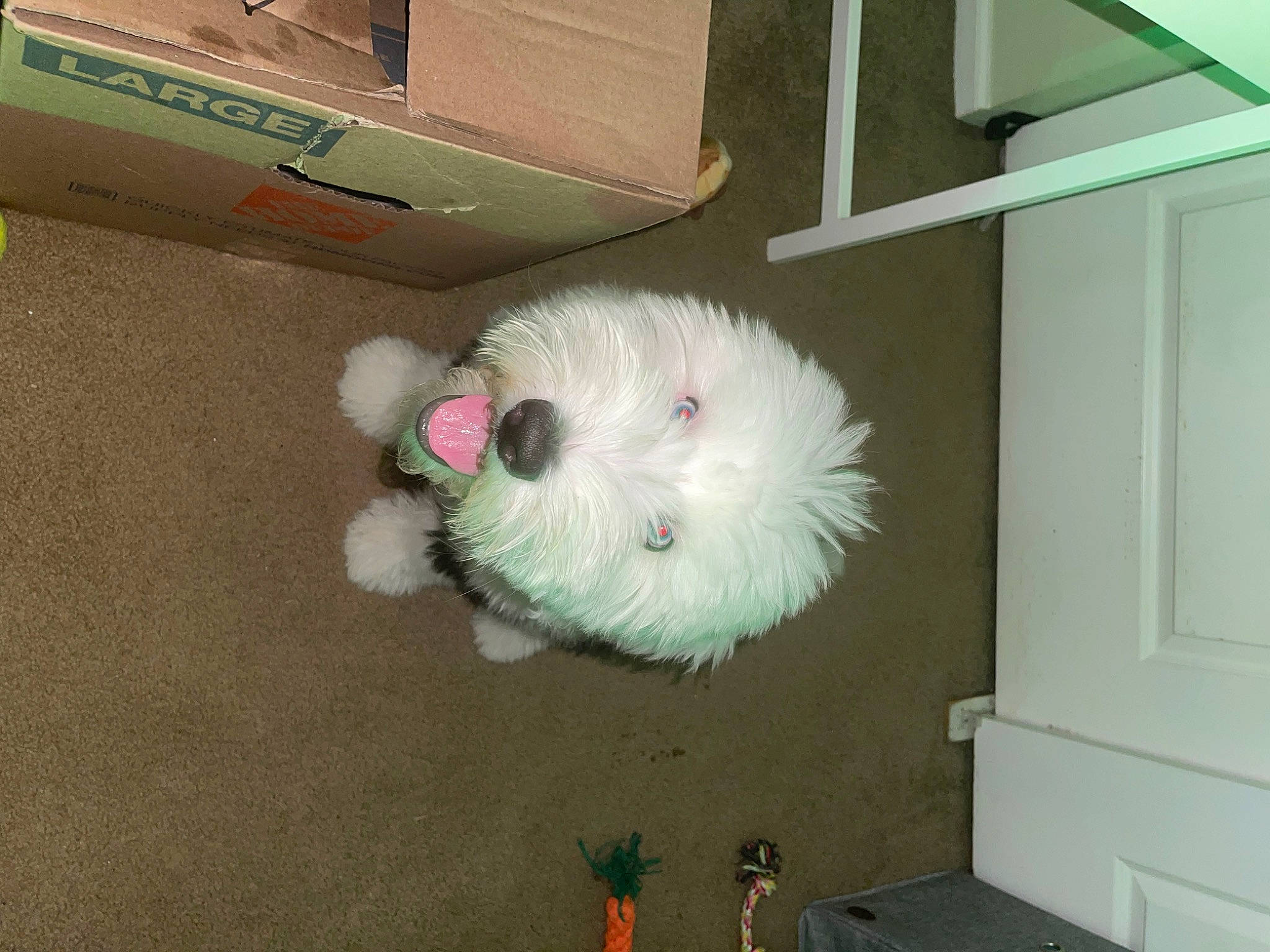 Ollie is registered to the contest to win money with this photo: canidae, carton, dog_breed, flooring, fur, hamster, hardwood, plant, plush, rodent, room, shipping_box, snout, stuffed_toy, teddy_bear, toy, vertebrate, whiskers, wool