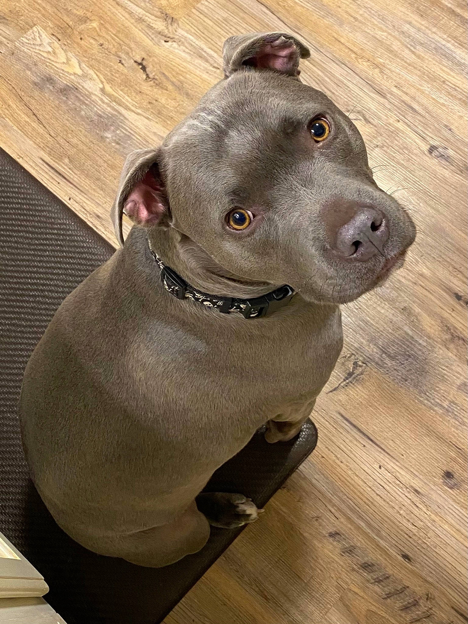 Kilo is registered to the contest to win money with this photo: canidae, carnivore, collar, companion_dog, dog, dog_breed, dog_collar, dog_supply, fashion_accessory, fawn, grey, hardwood, liver, pet_supply, plank, snout, terrestrial_animal, whiskers, wood, working_animal